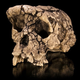 Illustration for article titled If We Cloned Early Humans, Should We Put Them in a Zoo or a School?